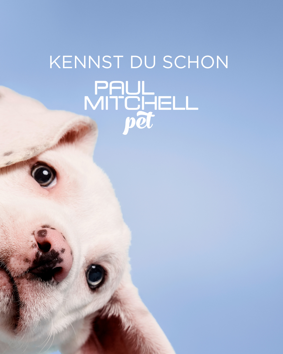 Blauer Hintergrund mit neugierig aussehendem Hund links in der Ecke und der Frage: Kennst Du schon Paul Mitchell Pet?