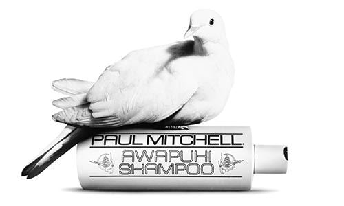 Taube sitzt auf Paul Mitchell Awapuhi Shampoo