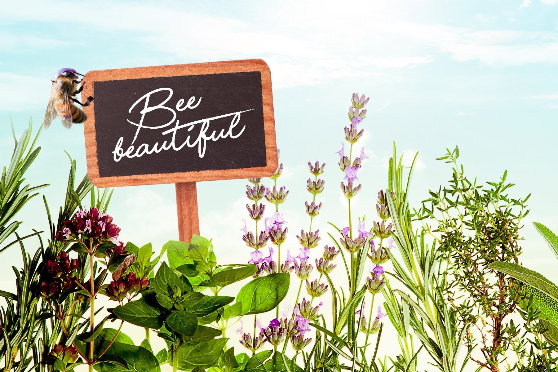 Bee Beautiful – Blumen für Bienen pflanzen - Paul Mitchell